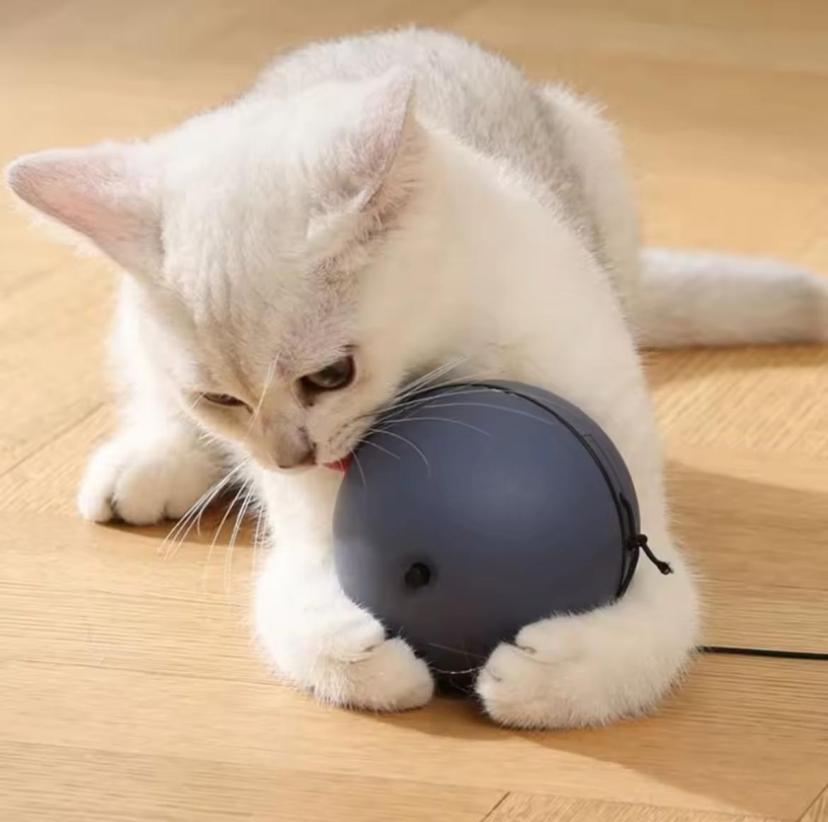 WhirlPlay Smart interactive cat ball.